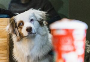 Emotional Intelligence in Dogs