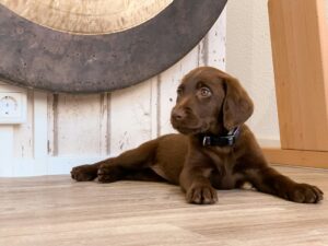 Fall Transitions: Preparing Dogs for Cooler Months