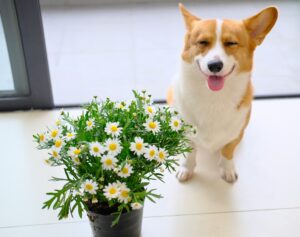 Fall Transitions: Preparing Dogs for Cooler Months