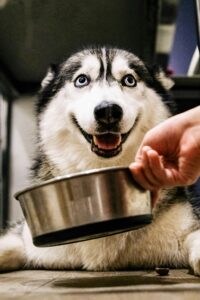Best Food for Puppies