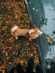 🍂 Fall Fun with Your Dog in Stamford, CT
