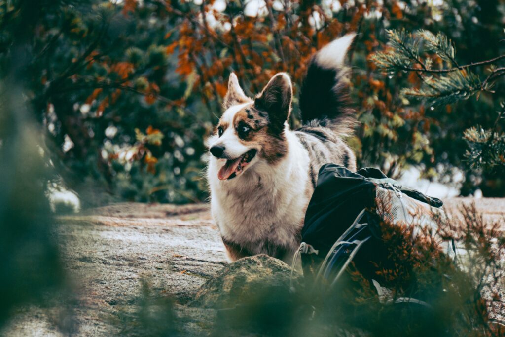 Fall Foods That Can Worsen Dog Allergies
