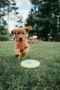 The Power of Socialization: Building a Confident Dog