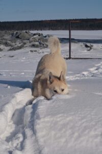 Snow Maze Magic: Create a Winter Wonderland for Your Dog