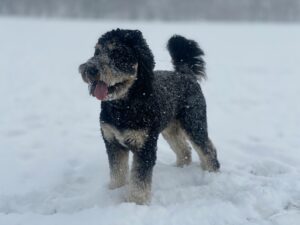 Snow Maze Magic: Create a Winter Wonderland for Your Dog