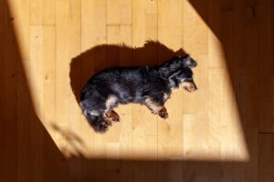 Sunlight & Mood — How Sunshine Boosts Your Dog’s Happiness