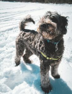 Snow Maze Magic: Create a Winter Wonderland for Your Dog