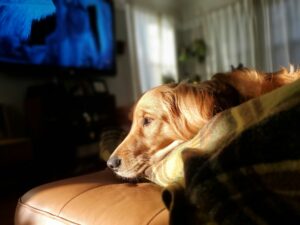 Sunlight & Mood — How Sunshine Boosts Your Dog’s Happiness