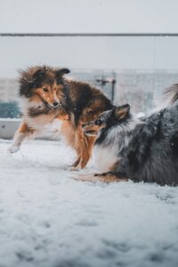 Stamford, CT Area: December Events for Dogs