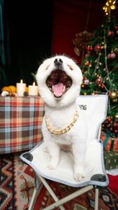 Carob-Dipped Holiday Cookies for Dogs