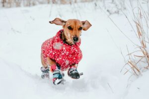 Stamford, CT Area: December Events for Dogs