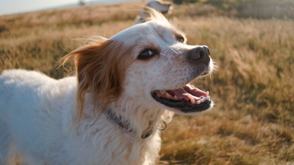 Sunlight & Mood — How Sunshine Boosts Your Dog’s Happiness