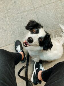 The First 3 Months: When Your Rescue Dog Feels at Home