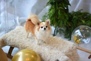 My Resolution to Stay Healthy and Active All Year