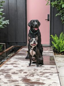 On-Leash vs Off-Leash Dog Introductions