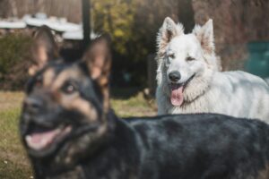 On-Leash vs Off-Leash Dog Introductions