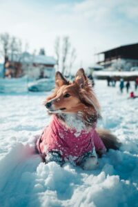 Dog-Friendly Winter Events in the Stamford, CT Area