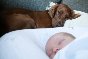 Creating Safe Spaces & Boundaries for Dogs and Babies
