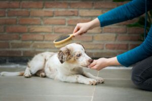 How to Mark Calm Behavior in Dogs