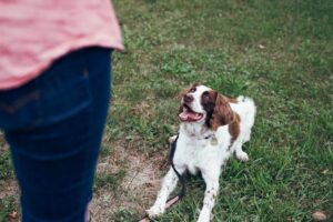 How to Mark Calm Behavior in Dogs