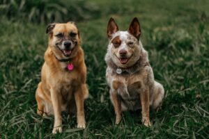 Nutrition and Weight Management for Senior Dogs 🐾