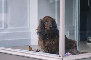 Reward Calm, Not Just Excitement