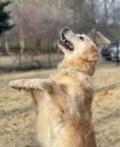 Using Sit Training to Prevent Jumping
