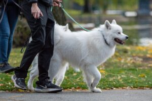 How Lack of Socialization Can Lead to Reactivity