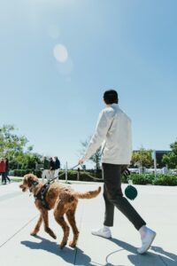 How Lack of Socialization Can Lead to Reactivity